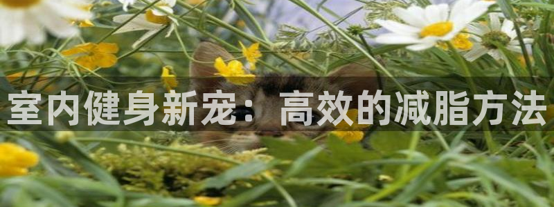 意昂体育4招商电话地址是多少：室内健身新宠：高效的减