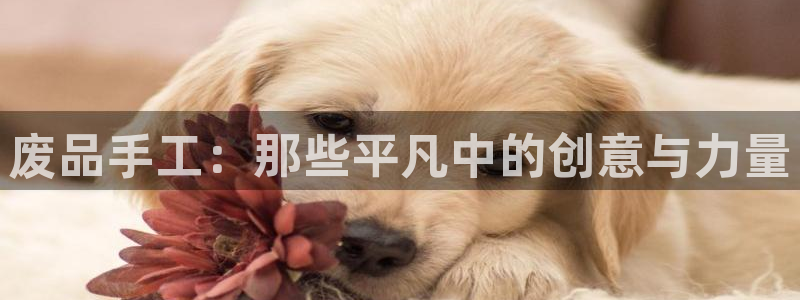 意昂4娱乐首页官网下载：废品手工：那些平凡中的创意与